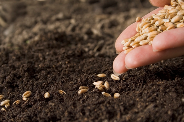Seed Industry in India